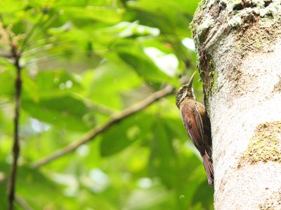 Zimmer's Woodcreeper