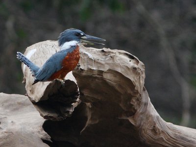 Ringed Kingfisher