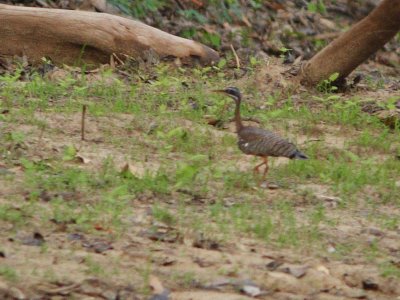 Sunbittern