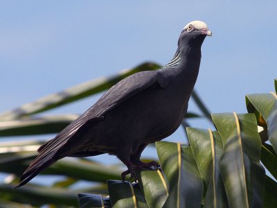 White-crowned Pigeon