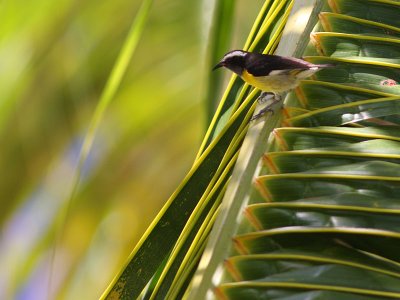 Bananaquit