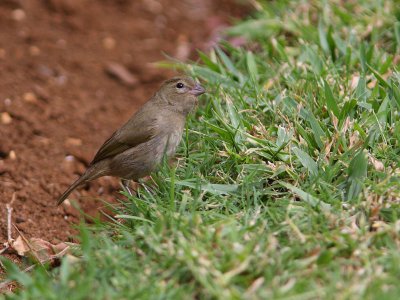 Yellow-faced Grassquit