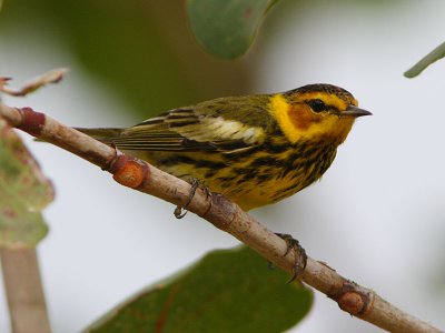 Cape May Warbler