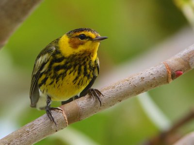 Cape May Warbler