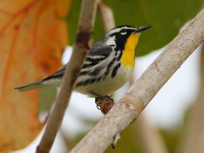 Yellow-throated Warbler