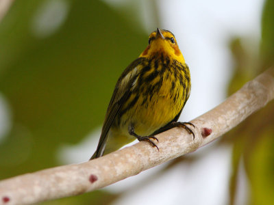 Cape May Warbler