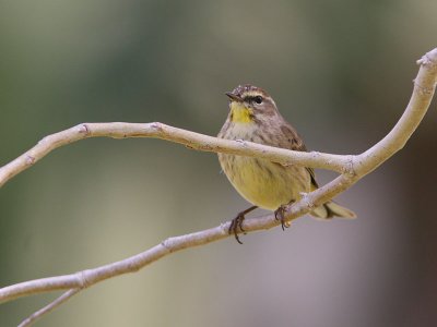 Palm Warbler