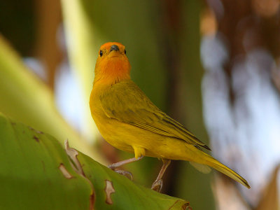 Saffron Yellow-finch