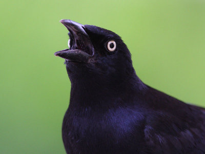 Greater Antillean Grackle