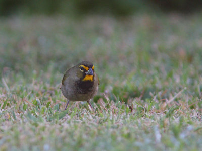 Yellow-faced Grassquit