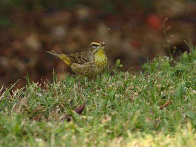 Palm Warbler