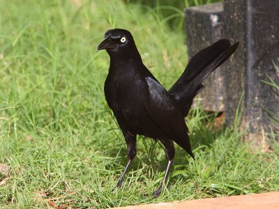 Greater Antillean Grackle