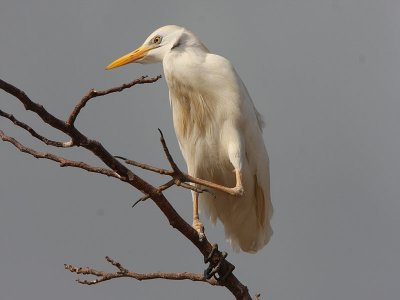 Cattle Egret