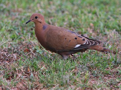 Zenaida Dove