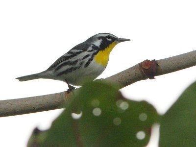 Yellow-throated Warbler