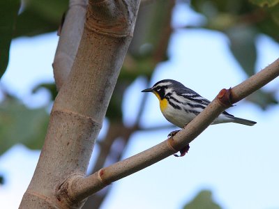 Yellow-throated Warbler