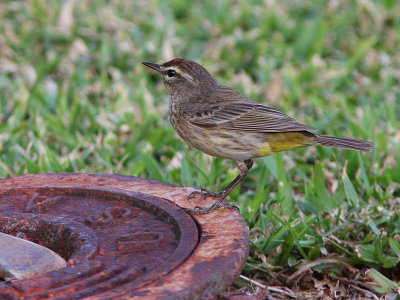 Palm Warbler