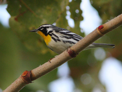 Yellow-throated Warbler