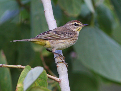 Palm Warbler