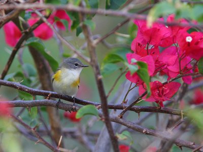 American Redstart (female)