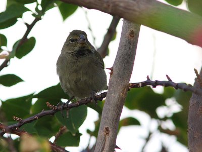 Yellow-faced Grassquit