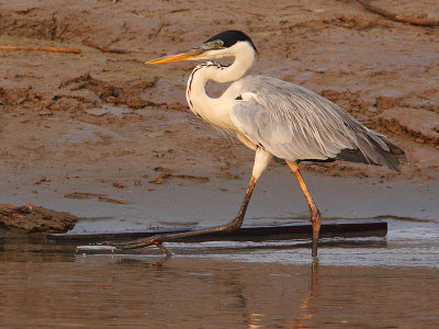 Cocoi Heron