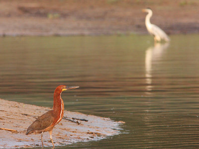 Rufescent Tiger-Heron