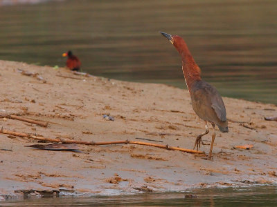 Rufescent Tiger-Heron