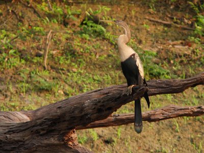 Anhinga