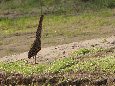 Rufescent Tiger-Heron (sub-adult)