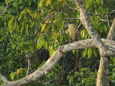 Capped Heron
