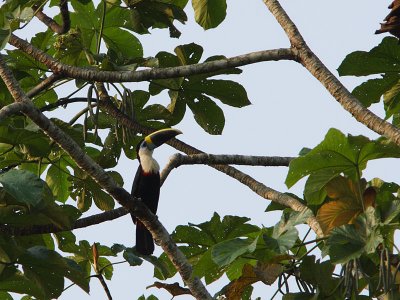 Channel-billed Toucan