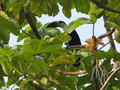 Channel-billed Toucan