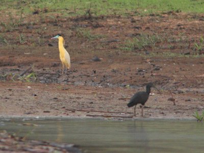 Capped Heron and Green Ibis