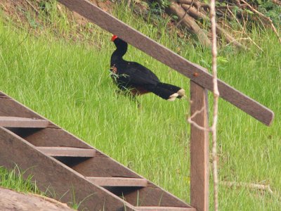 Razor-billed Curassow