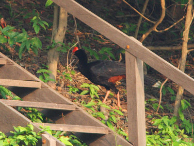 Razor-billed Curassow