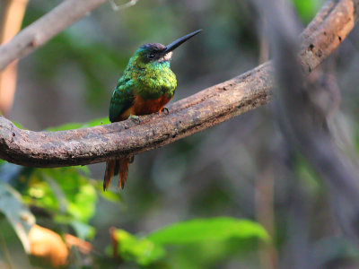 White-chinned Jacamar