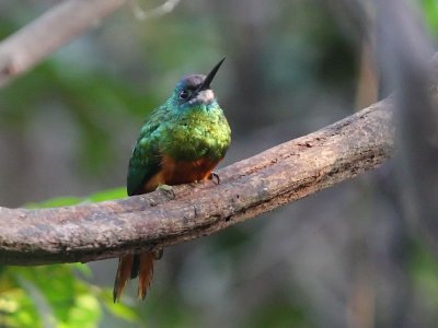 White-chinned Jacamar