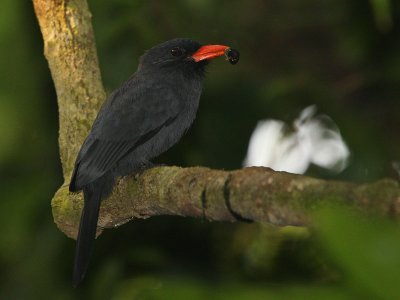 Black-fronted Nunbird