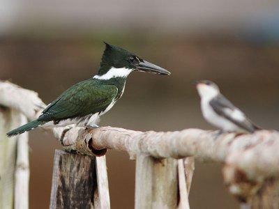 Amazon Kingfisher