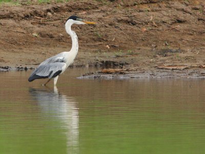 Cocoi Heron