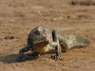 Caiman