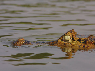 Caiman