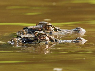 Caiman