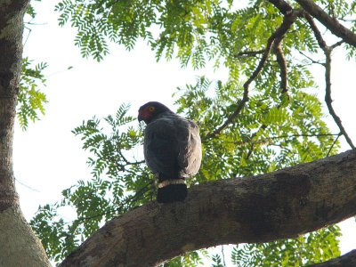 Slate-colored Hawk