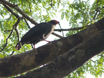 Slate-colored Hawk