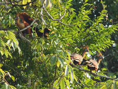 Hoatzin