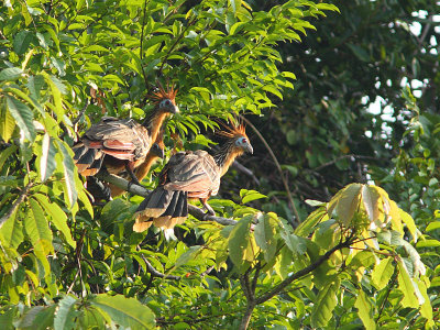 Hoatzin