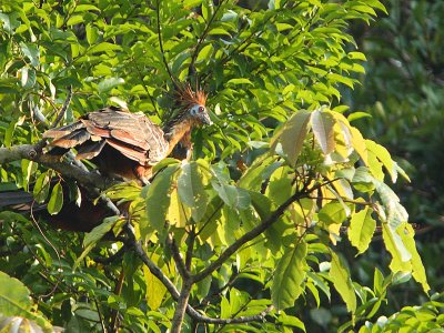 Hoatzin