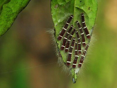 Caterpillars